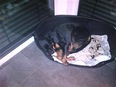 Rottweiler - Ein bischen müde! Rottweiler - Ein bischen müde!