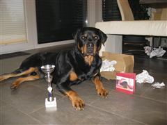 Rottweiler - Weihnachtsgrüße aus Wien! Rottweiler - Weihnachtsgrüße aus Wien!