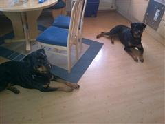Rottweiler - Ares und Baika Rottweiler - Ares und Baika