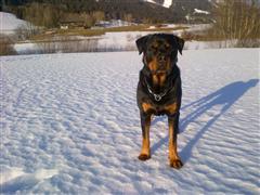 Rottweiler - ARES Geburtstag! Rottweiler - ARES Geburtstag!