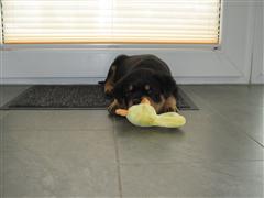 Rottweiler - Cara vom Bergwerksee! Rottweiler - Cara vom Bergwerksee!