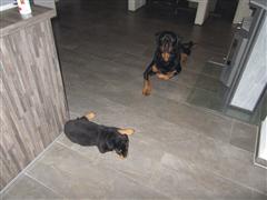 Rottweiler - Ares und Cara! Rottweiler - Ares und Cara!