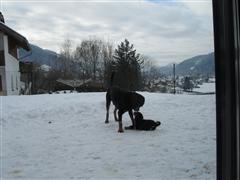 Rottweiler - Spielen!