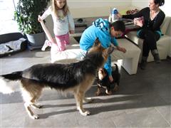 Rottweiler - Flash und Family!