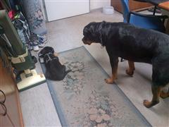 Rottweiler - Cara und Baika!
