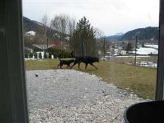 Rottweiler - Ares und Cara Rottweiler - Ares und Cara