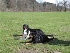 Rottweiler - Neue Fotos online!