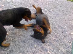 Rottweiler - Cara hat die Faxen dicke! Rottweiler - Cara hat die Faxen dicke!