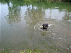 Rottweiler - Cara hat eine neue Freundin! Rottweiler - Cara hat eine neue Freundin!
