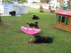 Rottweiler - Cara´s Familie! Rottweiler - Cara´s Familie!