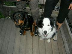 Rottweiler - Bergluft schnuppern! Rottweiler - Bergluft schnuppern!