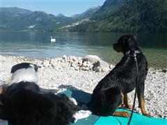 Rottweiler - Arbeit und Vergnügen! Rottweiler - Arbeit und Vergnügen!