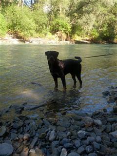 Rottweiler - Ares´ morgentliches Kneippen! Rottweiler - Ares´ morgentliches Kneippen!