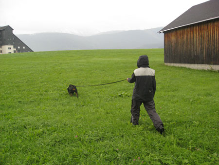 Rottweiler - Ares @ work! Rottweiler - Ares @ work!