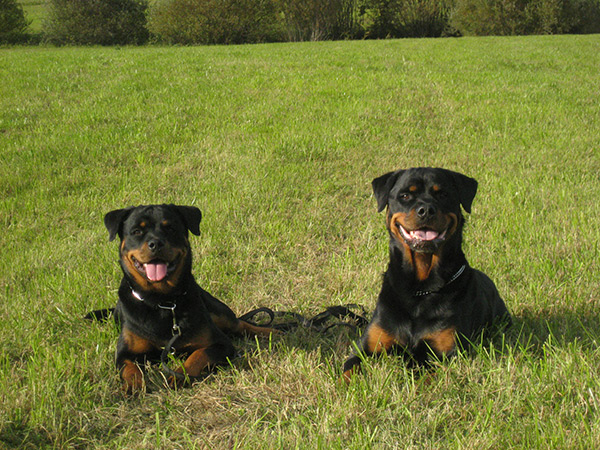 Rottweiler - Es gibt allen Grund zu grinsen! Rottweiler - Es gibt allen Grund zu grinsen!