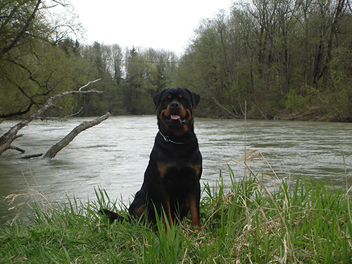 Rottweiler - Ares!