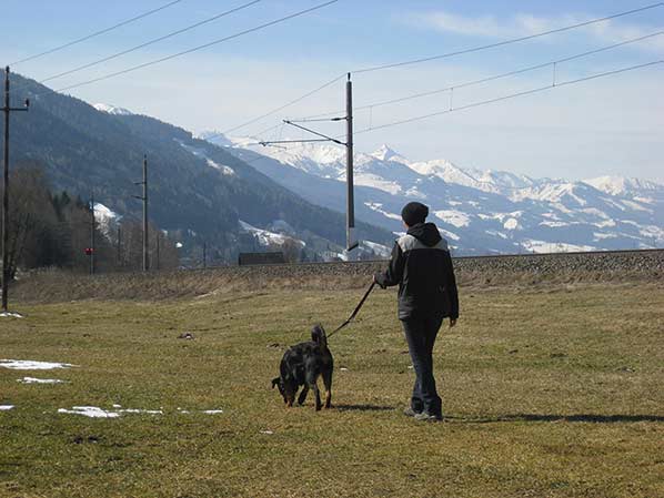 Rottweiler - Fährten, fährten, fährten..... Rottweiler - Fährten, fährten, fährten.....