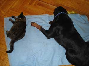 Rottweiler - Gute Freunde Rottweiler - Gute Freunde