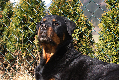Rottweiler - ARES