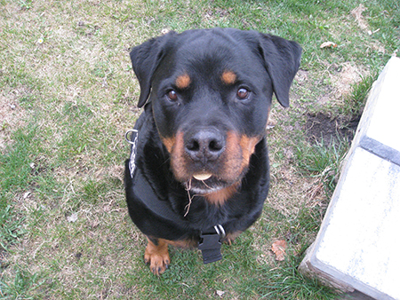 Rottweiler - Ares auf Schatzsuche! Rottweiler - Ares auf Schatzsuche!