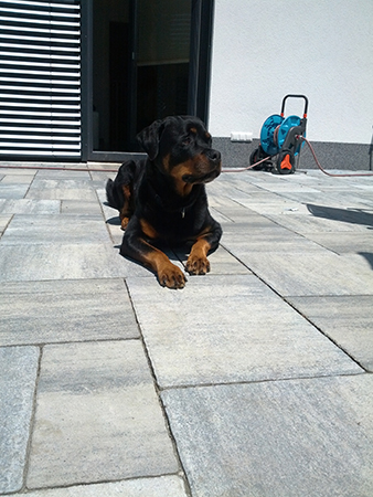 Rottweiler - Ares wieder fit! Rottweiler - Ares wieder fit!