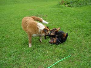 Rottweiler - Rocco und Ares