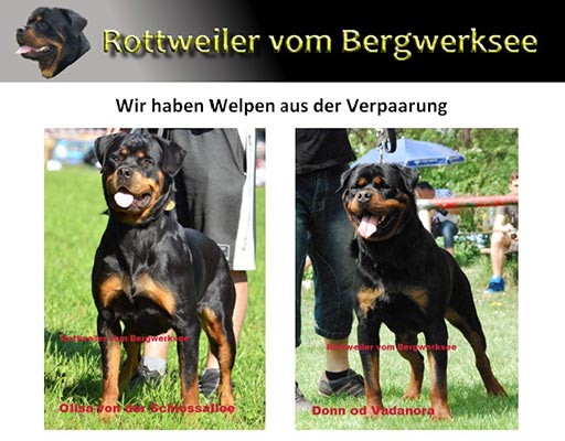 Rottweiler - Rottweiler Welpen vom Bergwerksee! Rottweiler - Rottweiler Welpen vom Bergwerksee!