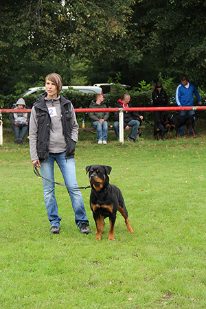 Rottweiler - Cara bei der 1. Nationalen Rottweiler Clubsiegerschau des AÖRC! Rottweiler - Cara bei der 1. Nationalen Rottweiler Clubsiegerschau des AÖRC!