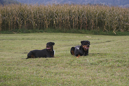 Rottweiler - Trailen mit Freunden! Rottweiler - Trailen mit Freunden!
