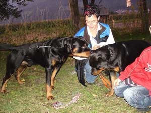 Rottweiler - Besuch von der hübschen Sina Rottweiler - Besuch von der hübschen Sina