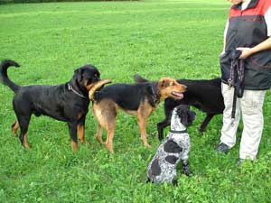 Rottweiler - Ares mit Schulkollegen