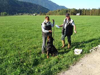 Rottweiler - Auf der Suche Rottweiler - Auf der Suche