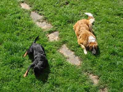 Rottweiler - Mittagssnack Rottweiler - Mittagssnack