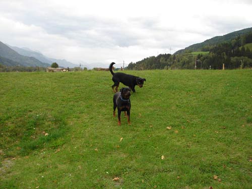 Rottweiler - Rottidame Lisa! Rottweiler - Rottidame Lisa!