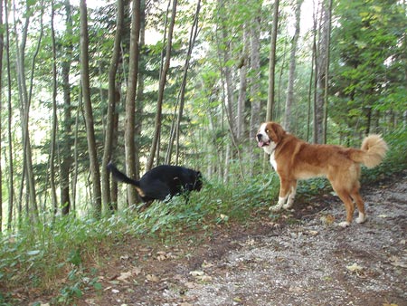 Rottweiler - Lucky und Ares Rottweiler - Lucky und Ares