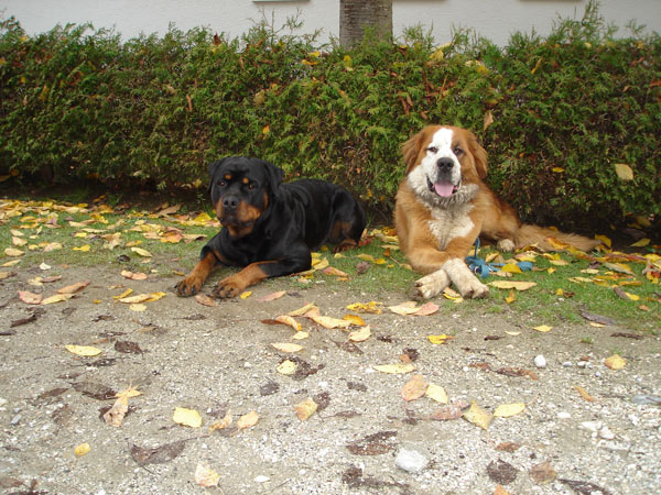 Rottweiler - Feiertagswanderung Rottweiler - Feiertagswanderung