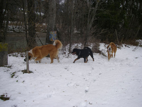 Rottweiler - Ares und die Bernis Rottweiler - Ares und die Bernis