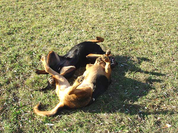 Rottweiler - Die letzten Sonnenstrahlen