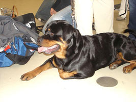 Rottweiler - Internationale Hundeausstellung in Wiener Neustadt Rottweiler - Internationale Hundeausstellung in Wiener Neustadt
