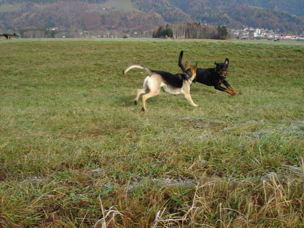 Rottweiler - Fans zur Unterstützung (Cora und Ares) Rottweiler - Fans zur Unterstützung (Cora und Ares)