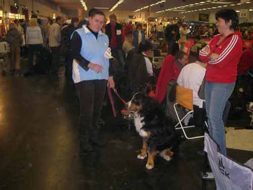 Rottweiler - IHA Wels Rottweiler - IHA Wels