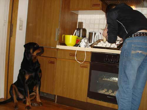 Rottweiler - Küchengehilfe