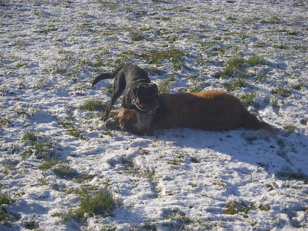 Rottweiler - Endlich Schnee!