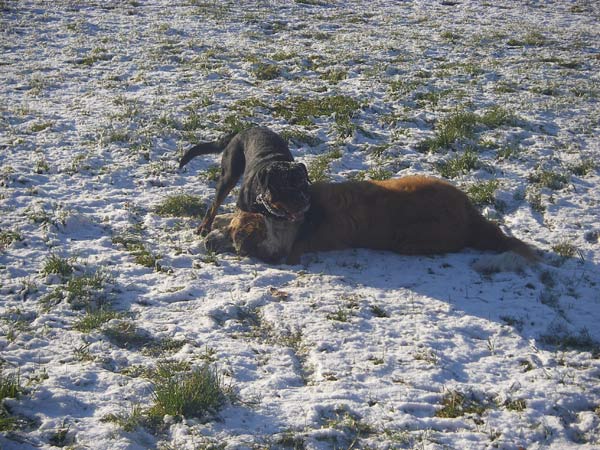 Rottweiler - Endlich Schnee! Rottweiler - Endlich Schnee!