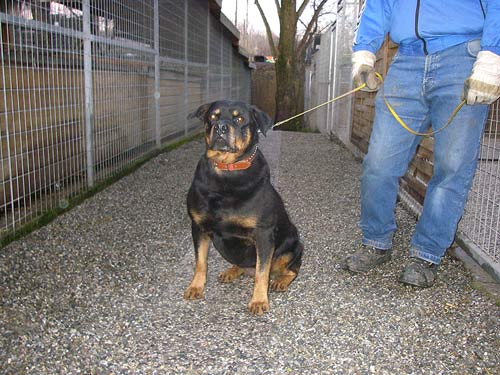 Rottweiler - Sheila Rottweiler - Sheila