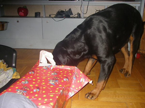 Rottweiler - Weihnachtsgeschenk