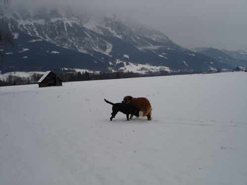 Rottweiler - Ares und Rocco