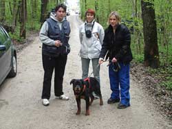 Rottweiler - Klubsiegerschau des ÖRK Rottweiler - Klubsiegerschau des ÖRK