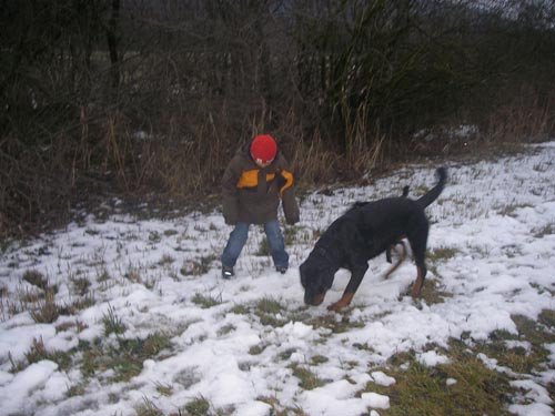 Rottweiler - Winterspaziergang mit dem Fahrrad! Rottweiler - Winterspaziergang mit dem Fahrrad!