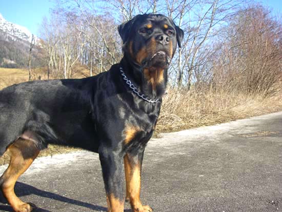 Rottweiler - Rottweiler -